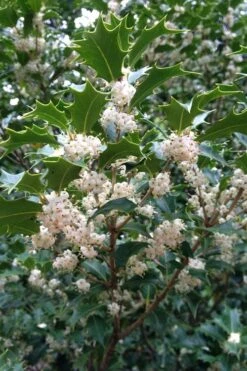 Gulftide Hardy Tea Olive (Osmanthus) - 7 Gallon Pot (5-6') 13 Gulftide Hardy Tea Olive (Osmanthus) - 7 Gallon Pot (5-6') -Outlet Drip Mingle Store osmanthus heterophyllus gulftide tea olive false holly 10