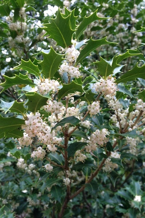 Gulftide Hardy Tea Olive (Osmanthus) - 7 Gallon Pot (5-6') 8 Gulftide Hardy Tea Olive (Osmanthus) - 7 Gallon Pot (5-6') - Image 6