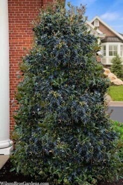 Gulftide Hardy Tea Olive (Osmanthus) - 7 Gallon Pot (5-6') 11 Gulftide Hardy Tea Olive (Osmanthus) - 7 Gallon Pot (5-6') -Outlet Drip Mingle Store osmanthus heterophyllus gulftide tea olive false holly 5