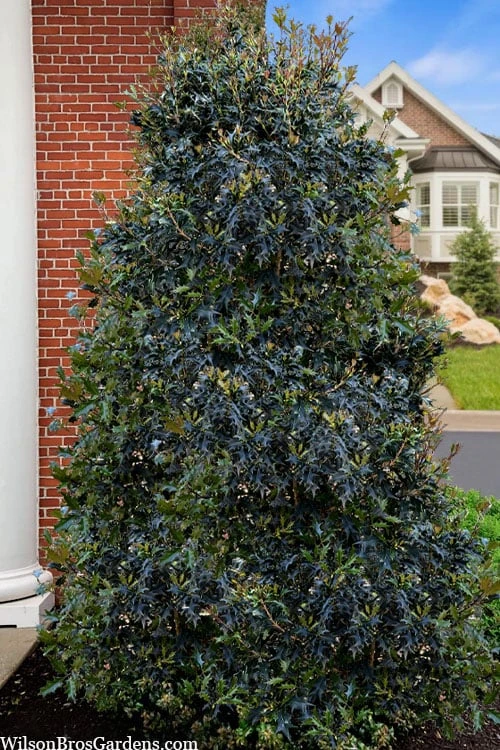 Gulftide Hardy Tea Olive (Osmanthus) - 7 Gallon Pot (5-6') 6 Gulftide Hardy Tea Olive (Osmanthus) - 7 Gallon Pot (5-6') - Image 4