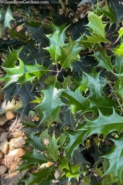 Gulftide Hardy Tea Olive (Osmanthus) - 7 Gallon Pot (5-6') 12 Gulftide Hardy Tea Olive (Osmanthus) - 7 Gallon Pot (5-6') -Outlet Drip Mingle Store osmanthus heterophyllus gulftide tea olive false holly 6