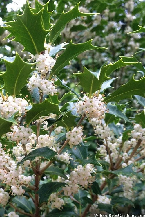 Gulftide Hardy Tea Olive (Osmanthus) - 7 Gallon Pot (5-6') 3 Gulftide Hardy Tea Olive (Osmanthus) - 7 Gallon Pot (5-6')