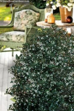 Party Princess 'Kaori Hime' Fragrant Tea Olive - 1 Gallon Pot -Outlet Drip Mingle Store osmanthus heterophyllus kaori hime party princess tea olive 15