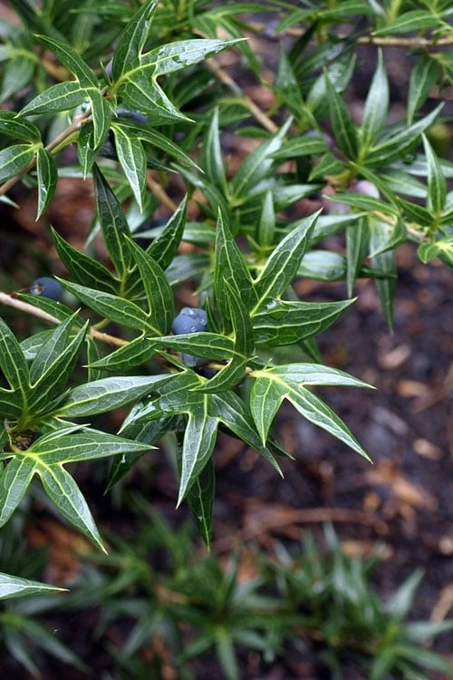 Sasaba Bamboo Leaf Tea Olive - 1 Gallon Pot 3 Sasaba Bamboo Leaf Tea Olive - 1 Gallon Pot