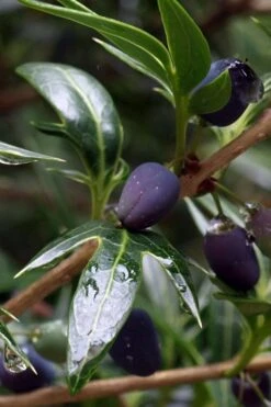 Sasaba Bamboo Leaf Tea Olive - 1 Gallon Pot 12 Sasaba Bamboo Leaf Tea Olive - 1 Gallon Pot -Outlet Drip Mingle Store osmanthus heterophyllus sasaba ivy leaf tea olive 2