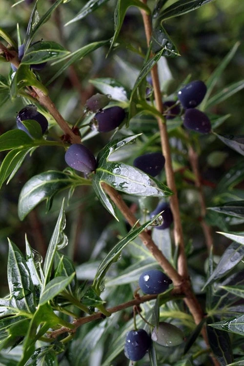 Sasaba Bamboo Leaf Tea Olive - 1 Gallon Pot 8 Sasaba Bamboo Leaf Tea Olive - 1 Gallon Pot - Image 6