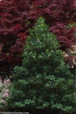 Sasaba Bamboo Leaf Tea Olive - 1 Gallon Pot 11 Sasaba Bamboo Leaf Tea Olive - 1 Gallon Pot -Outlet Drip Mingle Store osmanthus heterophyllus sasaba ivy leaf tea olive 8