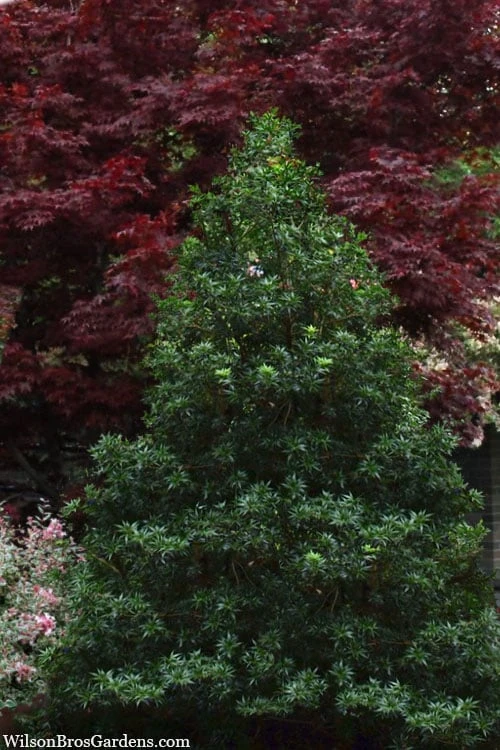 Sasaba Bamboo Leaf Tea Olive - 1 Gallon Pot 6 Sasaba Bamboo Leaf Tea Olive - 1 Gallon Pot - Image 4