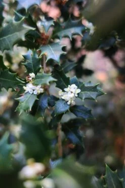 Party Princess 'Kaori Hime' Fragrant Tea Olive - 1 Gallon Pot -Outlet Drip Mingle Store osmanthus kaori hime party princess tea olive 1