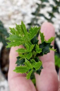 Party Princess 'Kaori Hime' Fragrant Tea Olive - 1 Gallon Pot -Outlet Drip Mingle Store osmanthus kaori hime party princess tea olive 2