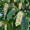 American Hop Hornbeam (Ostrya Virginiana) - 3 Gallon Pot -Outlet Drip Mingle Store ostrya virginiana hophornbeam tree 3 1