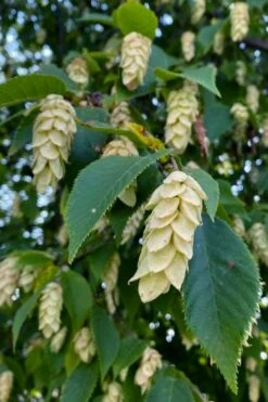 American Hop Hornbeam (Ostrya Virginiana) - 3 Gallon Pot