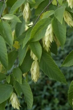 American Hop Hornbeam (Ostrya Virginiana) - 1 Gallon Pot -Outlet Drip Mingle Store ostrya virginiana hophornbeam tree 6