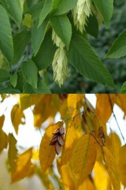 American Hop Hornbeam (Ostrya Virginiana) - 1 Gallon Pot -Outlet Drip Mingle Store ostrya virginiana hophornbeam tree 7