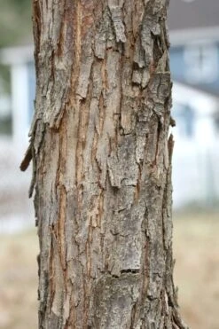American Hop Hornbeam (Ostrya Virginiana) - 3 Gallon Pot -Outlet Drip Mingle Store ostrya virginiana hophornbeam tree 8 1