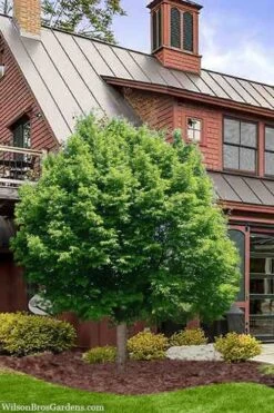 American Hop Hornbeam (Ostrya Virginiana) - 3 Gallon Pot -Outlet Drip Mingle Store ostrya virginiana hophornbeam tree 9 1