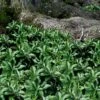 Pachysandra - Japanese Spurge - 18 Count Flat Of Pint Pots 2 Pachysandra - Japanese Spurge - 18 Count Flat Of Pint Pots -Outlet Drip Mingle Store pachysandra terminalis japanese spurge 103