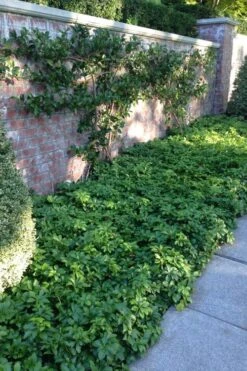 Pachysandra - Japanese Spurge - 18 Count Flat Of Pint Pots -Outlet Drip Mingle Store pachysandra terminalis japanese spurge 107