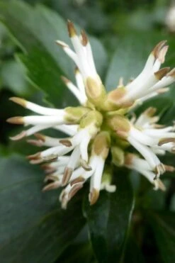 Pachysandra - Japanese Spurge - 18 Count Flat Of Pint Pots -Outlet Drip Mingle Store pachysandra terminalis japanese spurge 109