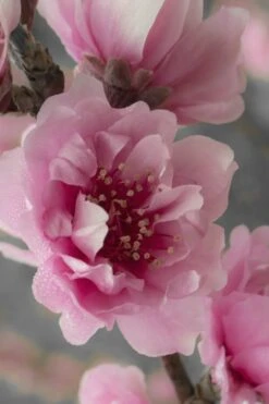 Corinthian Flowering Peach Tree - 5 Gallon Pot 10 Corinthian Flowering Peach Tree - 5 Gallon Pot -Outlet Drip Mingle Store peach corinthian 24