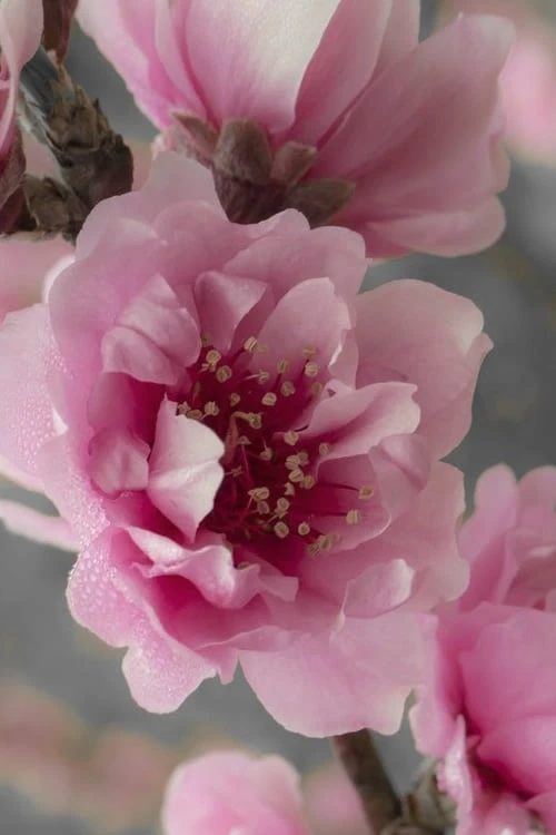 Corinthian Flowering Peach Tree - 5 Gallon Pot 6 Corinthian Flowering Peach Tree - 5 Gallon Pot - Image 4