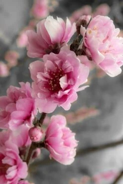 Corinthian Flowering Peach Tree - 5 Gallon Pot -Outlet Drip Mingle Store peach corinthian 2 thumbnail