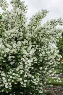 Blizzard Mock Orange (Philadelphus) - 1 Gallon Pot 13 Blizzard Mock Orange (Philadelphus) - 1 Gallon Pot -Outlet Drip Mingle Store philadelphus lewisii blizzard mock orange 2