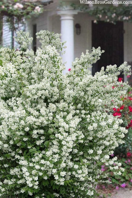 Blizzard Mock Orange (Philadelphus) - 1 Gallon Pot 3 Blizzard Mock Orange (Philadelphus) - 1 Gallon Pot