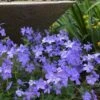 Blue Moon Woodland Phlox - 1 Gallon Pot -Outlet Drip Mingle Store phlox divaricata blue moon woodland phlox 2