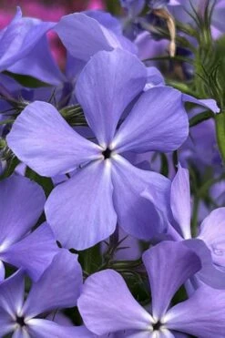 Blue Moon Woodland Phlox - 1 Gallon Pot -Outlet Drip Mingle Store phlox divaricata blue moon woodland phlox 3