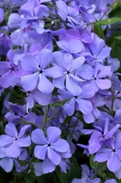 Blue Moon Woodland Phlox - 1 Gallon Pot -Outlet Drip Mingle Store phlox divaricata blue moon woodland phlox 4