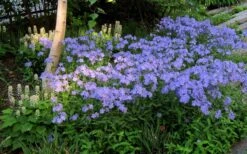 Blue Moon Woodland Phlox - 1 Gallon Pot -Outlet Drip Mingle Store phlox divaricata blue moon woodland phlox 7