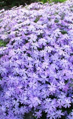 Blue Creeping Phlox - 6 Pack Of Pint Pots -Outlet Drip Mingle Store phlox subulata blue creeping 1 2