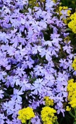 Blue Creeping Phlox - 6 Pack Of 1 Gallon Pots -Outlet Drip Mingle Store phlox subulata blue creeping 2 1
