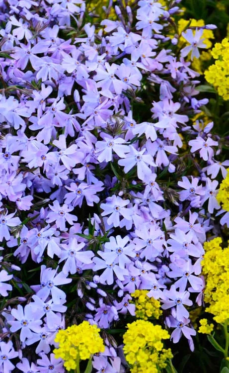 Blue Creeping Phlox - 1 Gallon Pot 8 Blue Creeping Phlox - 1 Gallon Pot - Image 6