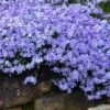 Blue Creeping Phlox - 1 Gallon Pot -Outlet Drip Mingle Store phlox subulata blue creeping 3