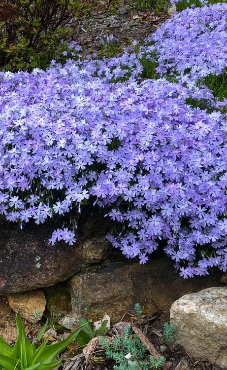 Blue Creeping Phlox - 18 Pack Of Pint Pots 3 Blue Creeping Phlox - 18 Pack Of Pint Pots