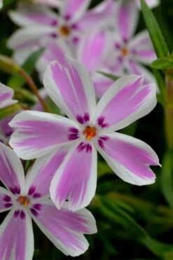 Candy Stripe Creeping Phlox - 5 Pack Of Pint Pots 11 Candy Stripe Creeping Phlox - 5 Pack Of Pint Pots -Outlet Drip Mingle Store phlox subulata candy stripe creeping 21 1