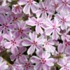 Candy Stripe Creeping Phlox - 5 Pack Of Pint Pots -Outlet Drip Mingle Store phlox subulata candy stripe creeping 25 1