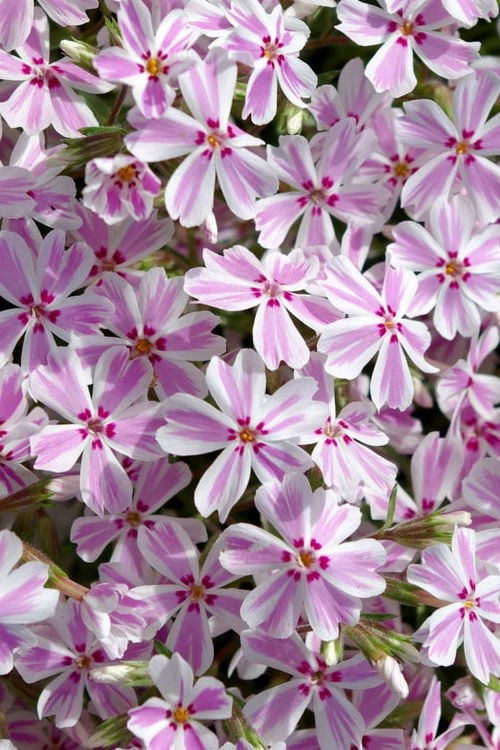 Candy Stripe Creeping Phlox - 5 Pack Of Pint Pots 3 Candy Stripe Creeping Phlox - 5 Pack Of Pint Pots