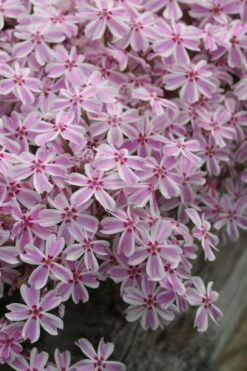 Candy Stripe Creeping Phlox - 5 Pack Of Quart Pots -Outlet Drip Mingle Store phlox subulata candy stripe creeping 27