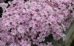 Candy Stripe Creeping Phlox - 5 Pack Of Pint Pots 13 Candy Stripe Creeping Phlox - 5 Pack Of Pint Pots -Outlet Drip Mingle Store phlox subulata candy stripe creeping 29 1