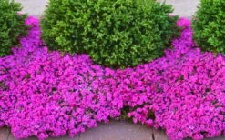 Drummond's Pink Creeping Phlox - 1 Gallon Pot 10 Drummond's Pink Creeping Phlox - 1 Gallon Pot -Outlet Drip Mingle Store phlox subulata drummonds pink creeping 2