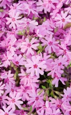Pink Creeping Phlox - 18 Pack Of Pint Pots -Outlet Drip Mingle Store phlox subulata pink creeping 1 2
