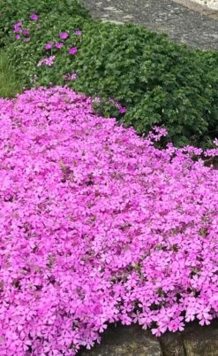 Pink Creeping Phlox - 6 Pack Of Pint Pots -Outlet Drip Mingle Store phlox subulata pink creeping 2 1