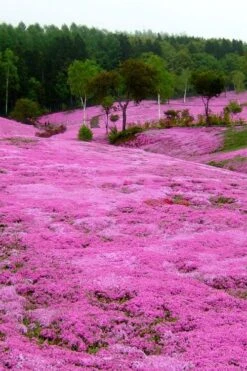 Pink Creeping Phlox - 6 Pack Of Pint Pots -Outlet Drip Mingle Store phlox subulata pink creeping phlox 100