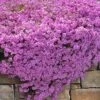 Pink Creeping Phlox - 6 Pack Of 1 Gallon Pots -Outlet Drip Mingle Store phlox subulata pink creeping phlox 200