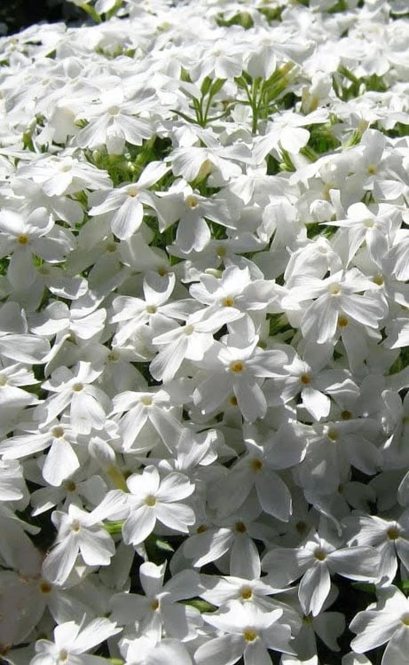 White Creeping Phlox - 6 Pack Of 1 Gallon Pots 3 White Creeping Phlox - 6 Pack Of 1 Gallon Pots