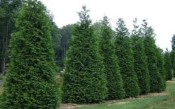 Green Giant Arborvitae - 3 Gallon Pot 11 Green Giant Arborvitae - 3 Gallon Pot -Outlet Drip Mingle Store picture arborvitae green giant 2 3