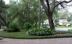 Asian Jasmine (Trachelospermum Asiaticum) - 36 Pack Of 3.5" Pint Pots -Outlet Drip Mingle Store picture asian jasmine 8 2